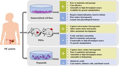 Application of Ovarian Cancer Organoids in Precision Medicine: Key Challenges and Current Opportunities